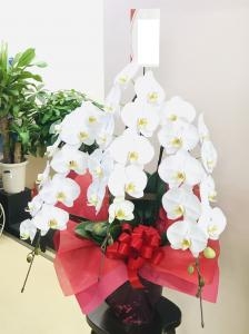 飲食店のオープンに胡蝶蘭をお届けいたしました｜「フラワーショップアカシ」　（福岡県久留米市の花キューピット加盟店 花屋）のブログ