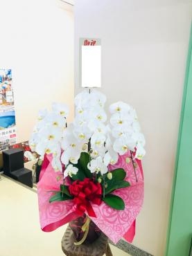 （株）ニシケン様へ新社長就任のお祝い胡蝶蘭をお届けしました。|「フラワーショップアカシ」　（福岡県久留米市の花屋）のブログ